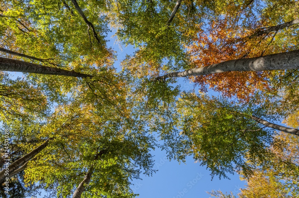 Fototapeta premium Looking up in beech tree forest in autumn.Autumn branch on blue sky.