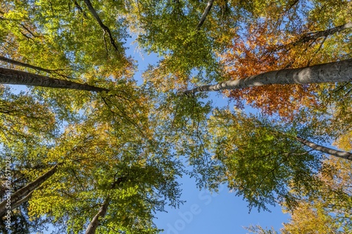 Looking up in beech tree forest in autumn.Autumn branch on blue sky.