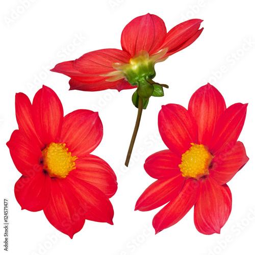 Three projection red flower dahlia annual