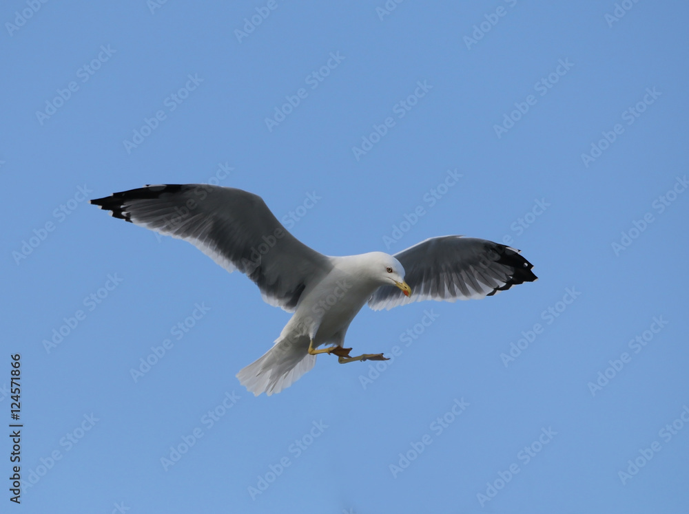 Obraz premium Beautiful seagull on blue sky