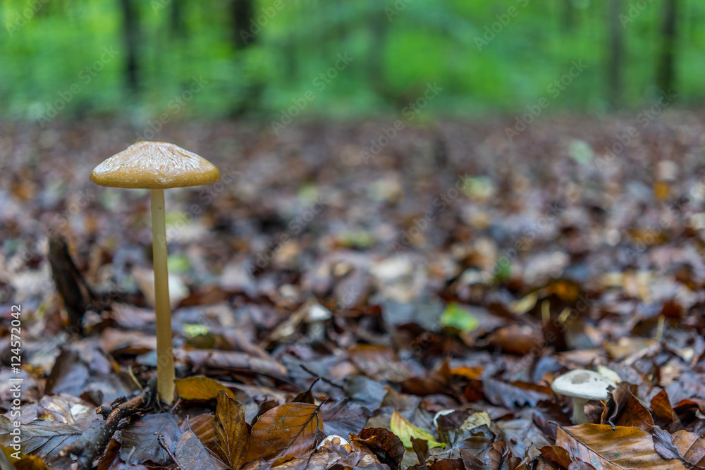Pilz auf herbstlichem Waldboden, bedeckt mit Herbstblätter 
