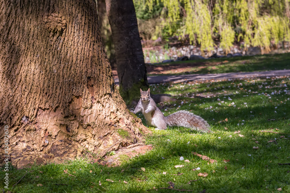 Picture of squirrel standing near a high tree