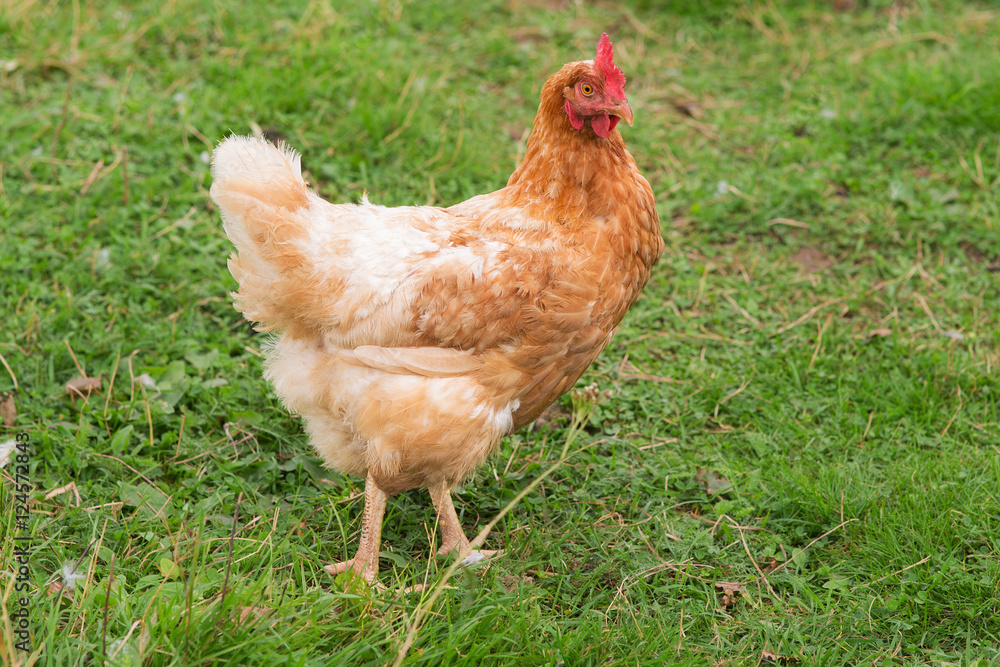 Fototapeta premium portrait of a brown chicken