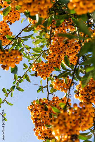 Yellow rowan. Abundant harvest of yellow and orange mountain ash on the branches against the blue sky