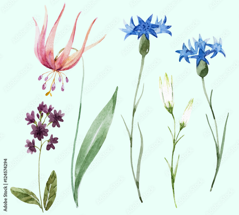 Watercolor wild flowers Watercolor wild flowers