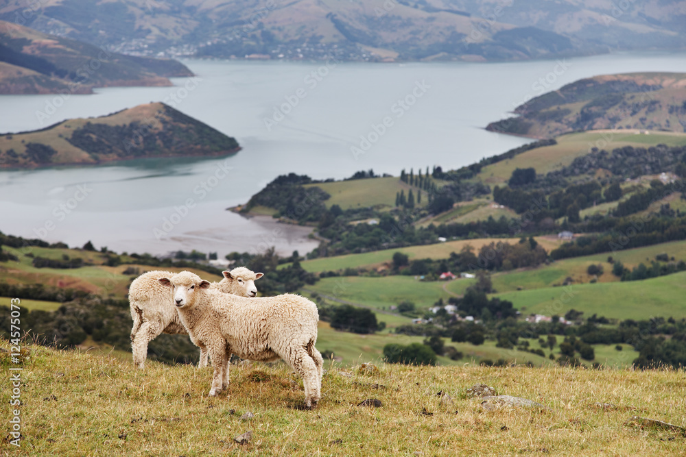 Obraz premium New Zealand landscape