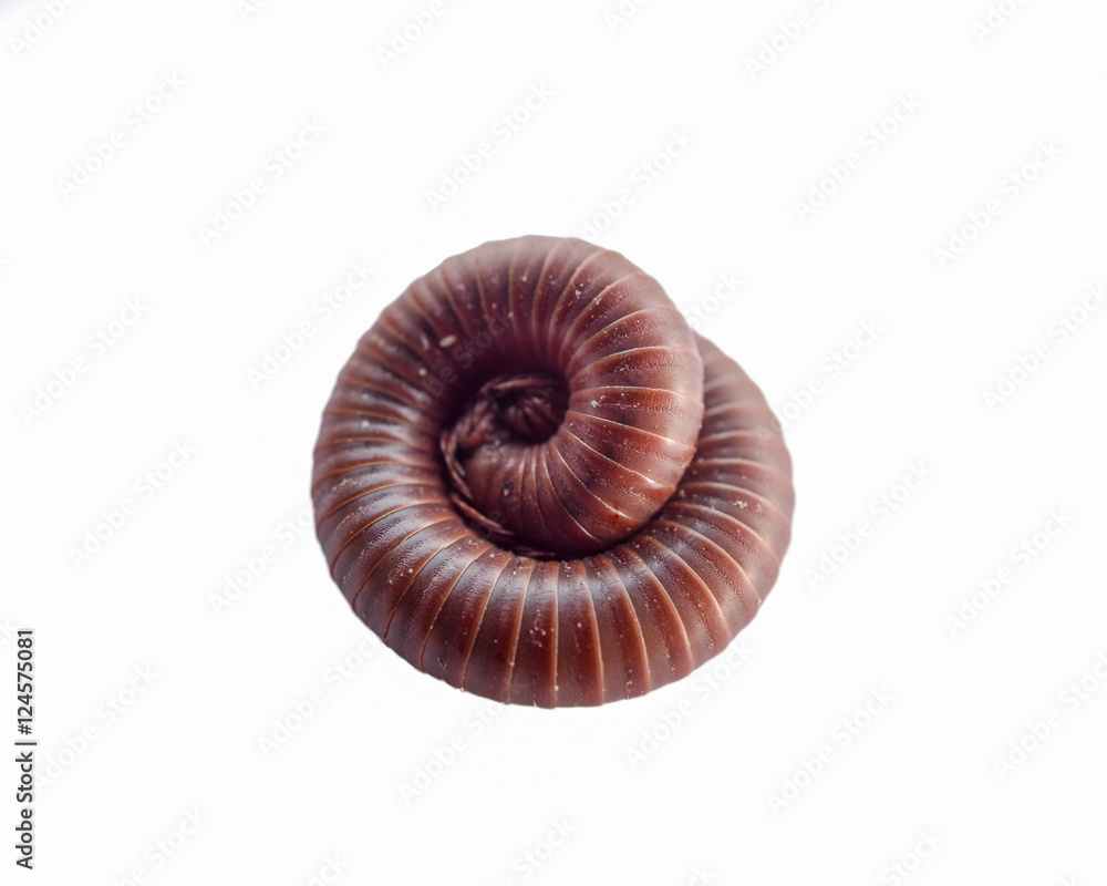 Millipede spiral roll close up isolated on background Millipede spiral roll close up isolated on background