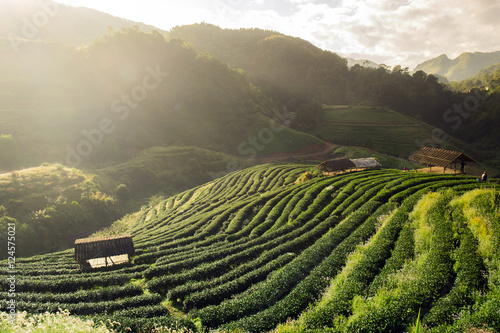 Tea plantation beautiful landscape famous tourist attraction
