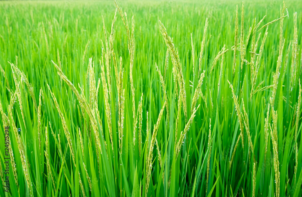 Ear of rice pattern close up