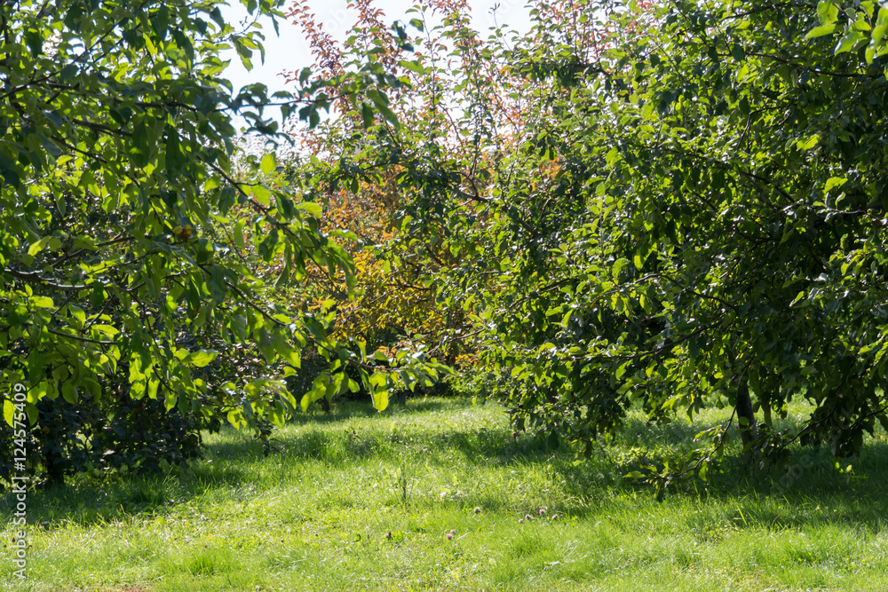 Obraz premium Autumn Park Landscape