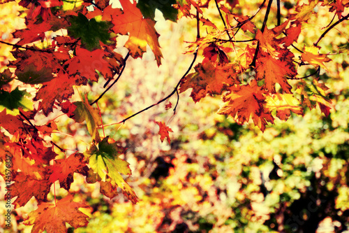Fall Maple Leaves Filtered