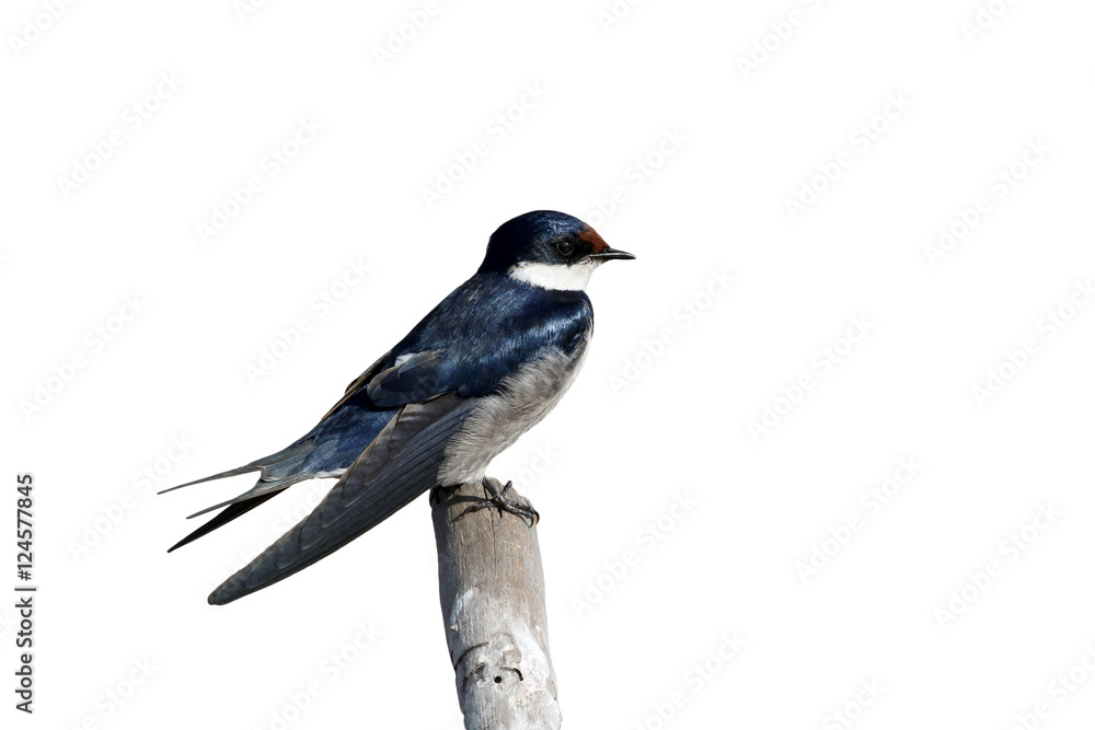 Fototapeta premium White-thoated swallow, Hirundo albigularis
