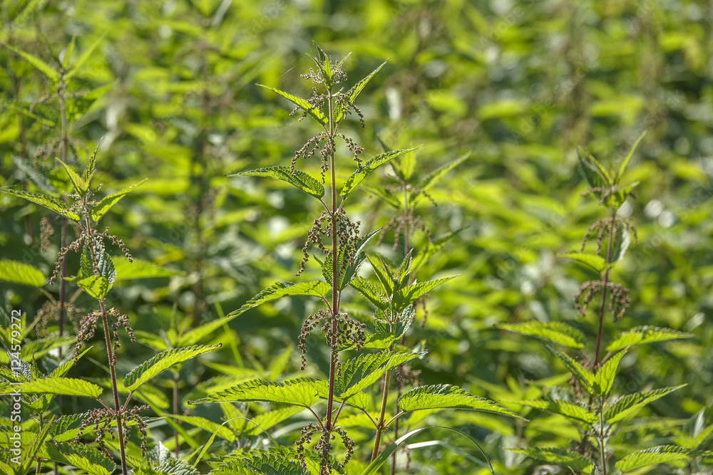 nettle herb close up (Urtica dioica) nettle herb close up (Urtica dioica)