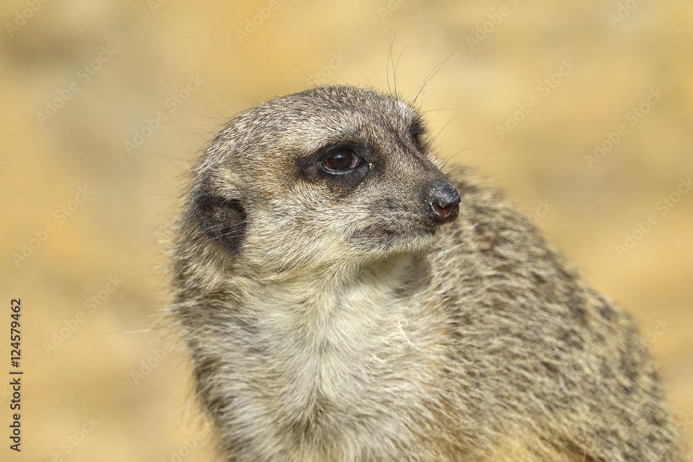 Fototapeta premium merkat suricata sitting and watching some predator