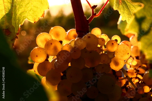 Foto Riesling Weintraube