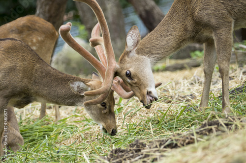 Fototapeta Naklejka Na Ścianę i Meble -  Image of young sambar deer on nature background.