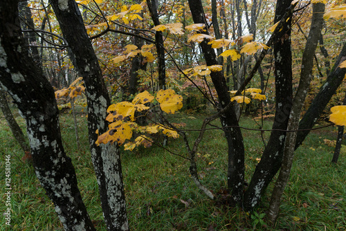 Dark forest, close up yellow leaves