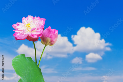 pink water lily flower (lotus) isolated on blue sky background