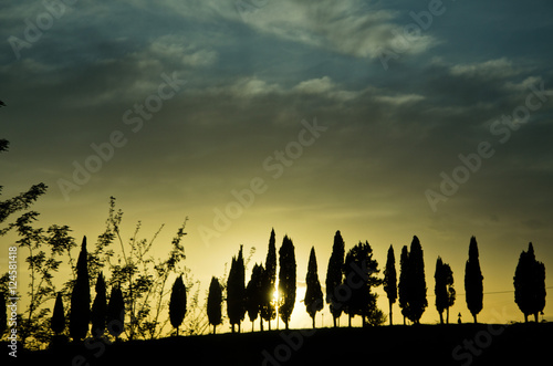 cypress trees silhouette in a Tuscan sunset