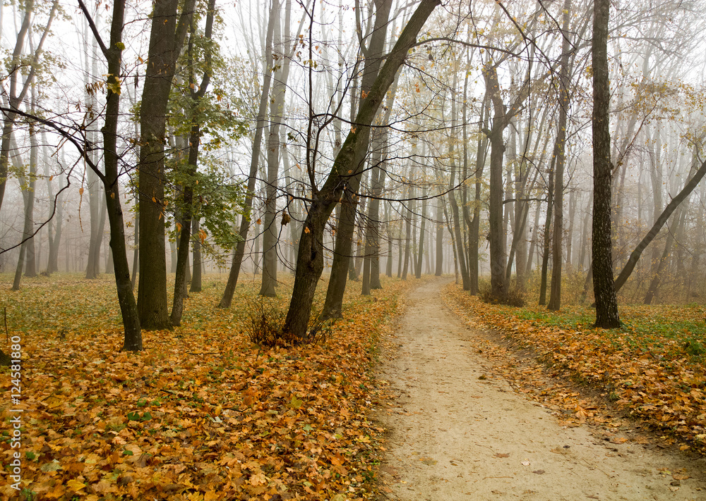 Naklejka premium Autumn landscape.