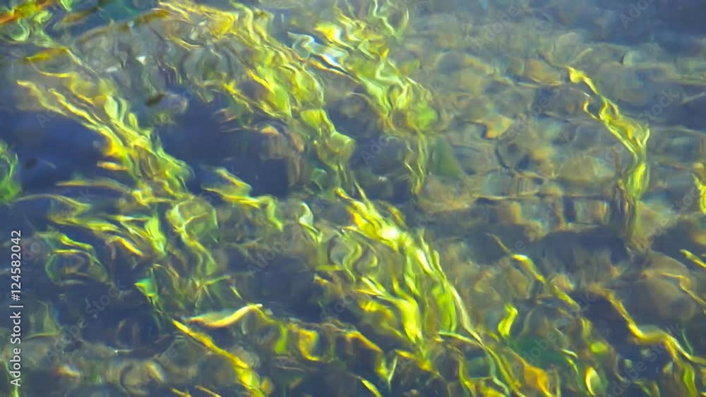 Algae, water plants, refracted under clean clear water surface. Abstract underwater scenery of mountain river. Nature background Algae, water plants, refracted under clean clear water surface. Abstract underwater scenery of mountain river. Nature background
