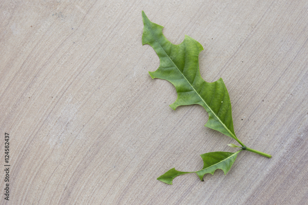 Green leaf on sandstone floor background Green leaf on sandstone floor background