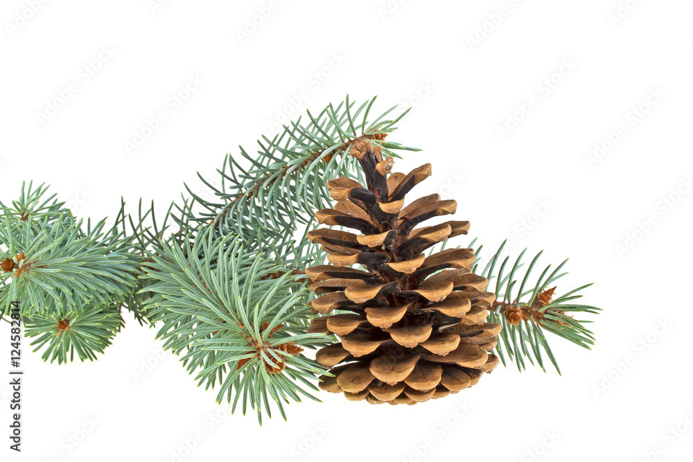 Blue spruce twig with cone isolated on a white background. Chris Blue spruce twig with cone isolated on a white background. Chris