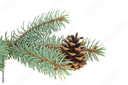 Blue spruce twig with cone isolated on a white background. Chris