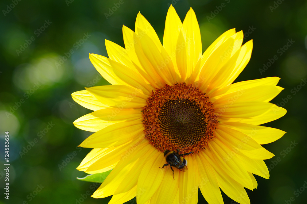 Close up of sunflower Close up of sunflower