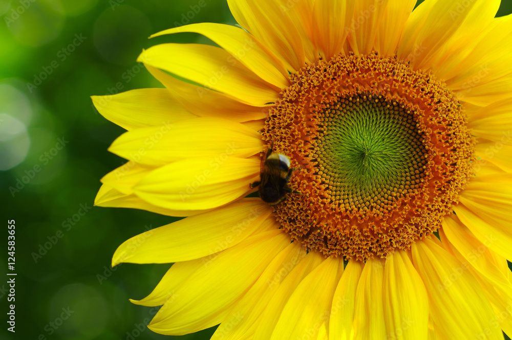 Close up of sunflower Close up of sunflower