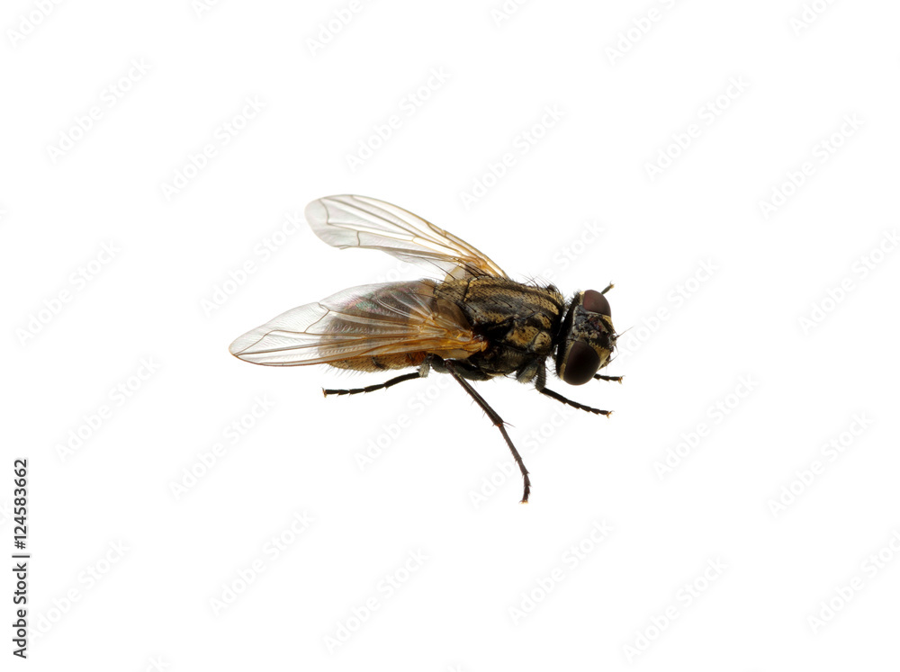 Obraz premium fly on a white