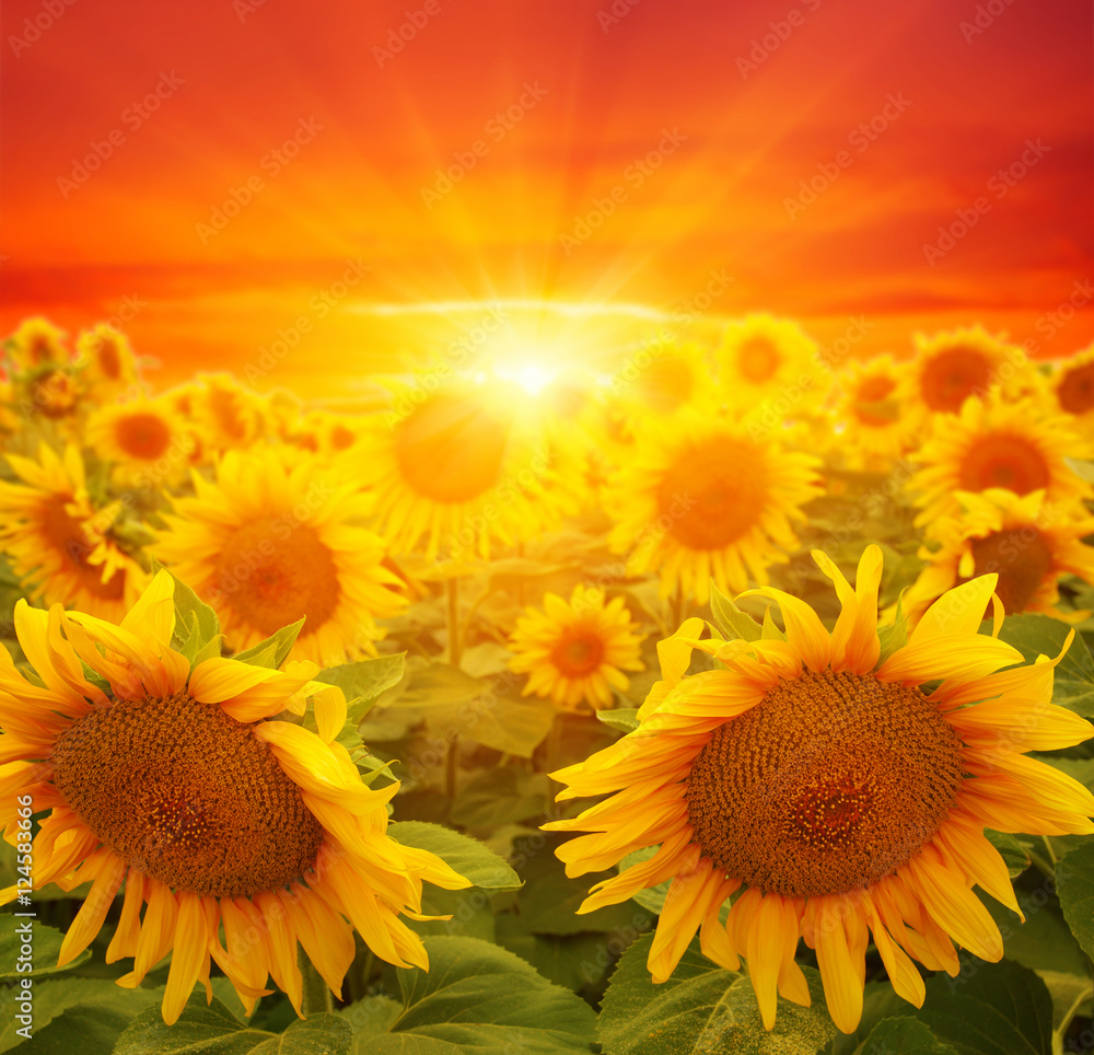 Fototapeta premium sunflowers and sun