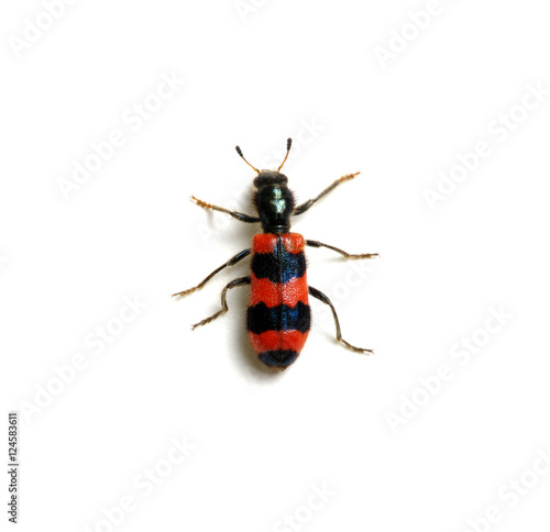 red beetle on a white