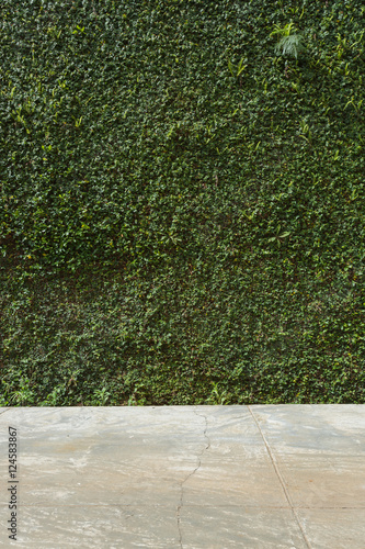 concrete floor and green leaf ivy plant covered stone fence wall