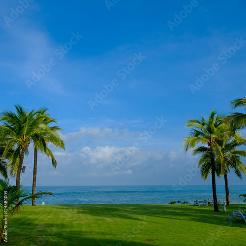 Coconut Palm tree by the ocean in Hawaii, Kauai © visa