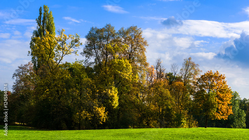 golden autumn - autmnal trees