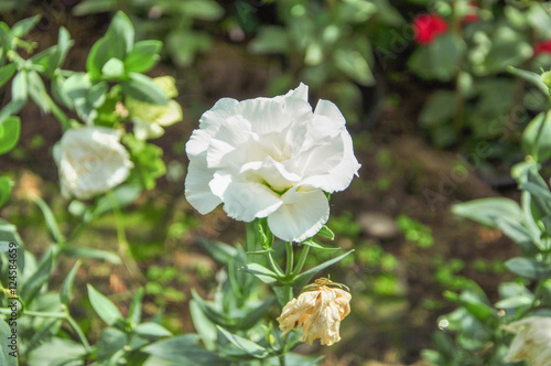 Flower. white flower. beautiful white flower.