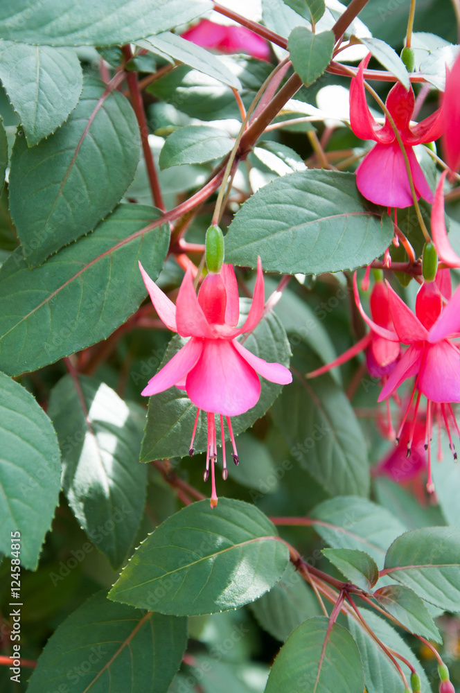 flower. Fucshia (name). beautiful colors flower. flower. Fucshia (name). beautiful colors flower.