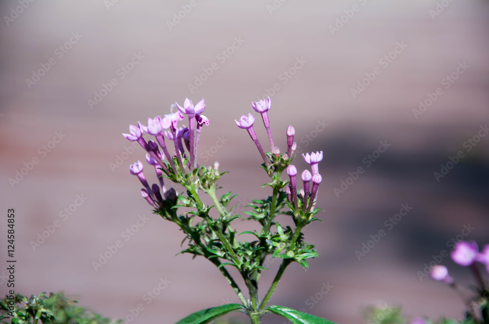 Fototapeta premium Flower. violet flower. purple flower. beautiful flower.