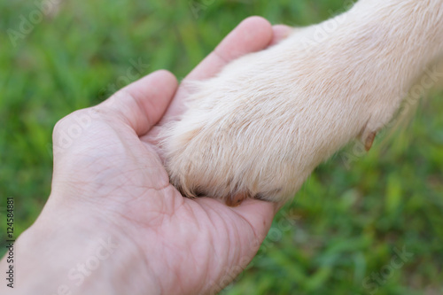 Friendship between human and dog - shaking hand and paw