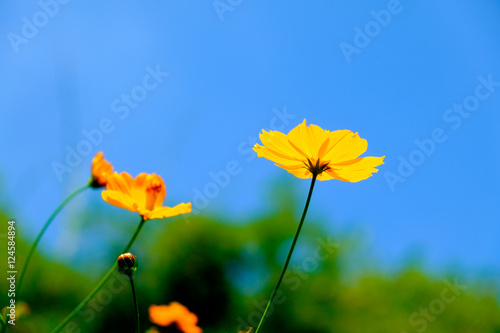 Yellow cosmos flower selective focus blue sky background concept