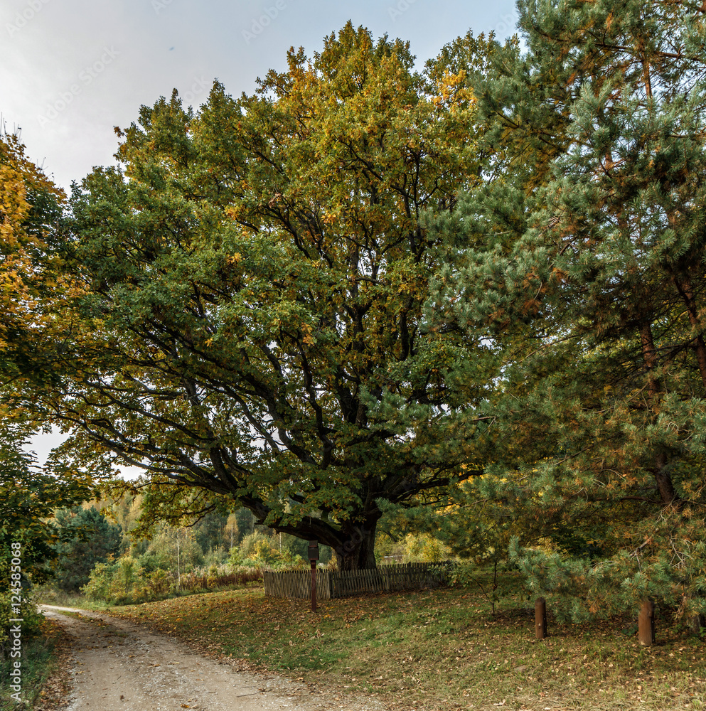 Naklejka premium Oldest oaks