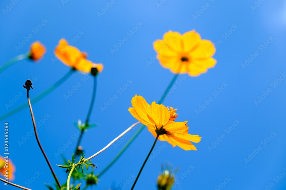 Yellow cosmos flower selective focus blue sky background concept