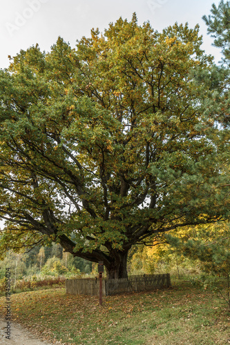 Oldest oaks in Lithuania.