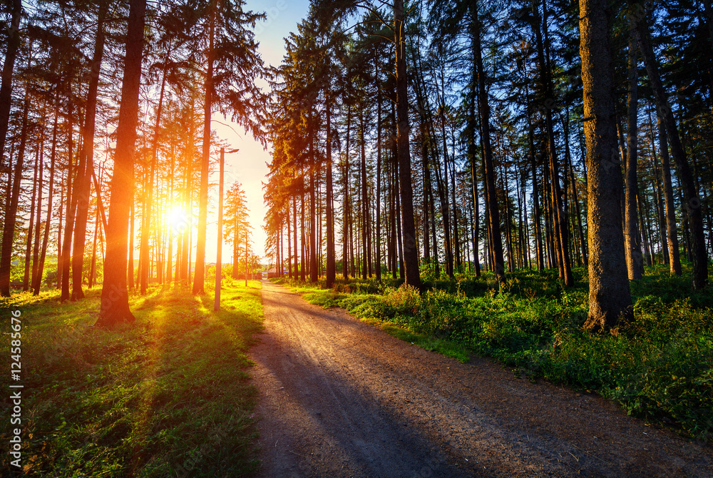 Fototapeta premium beautiful green forest