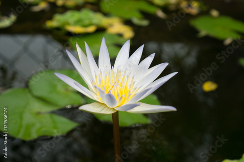 Close up small blooming white lotus in the pond