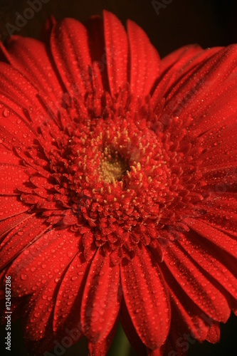 Цветок красной герберы