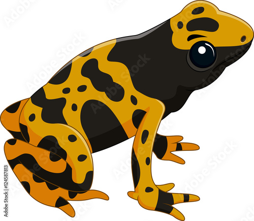 Poison dart frog isolated on white background
