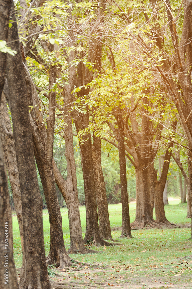Fototapeta premium Trees in park with lightflare