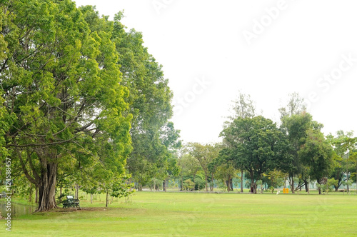Big trees and green yard in park © ZhouEka